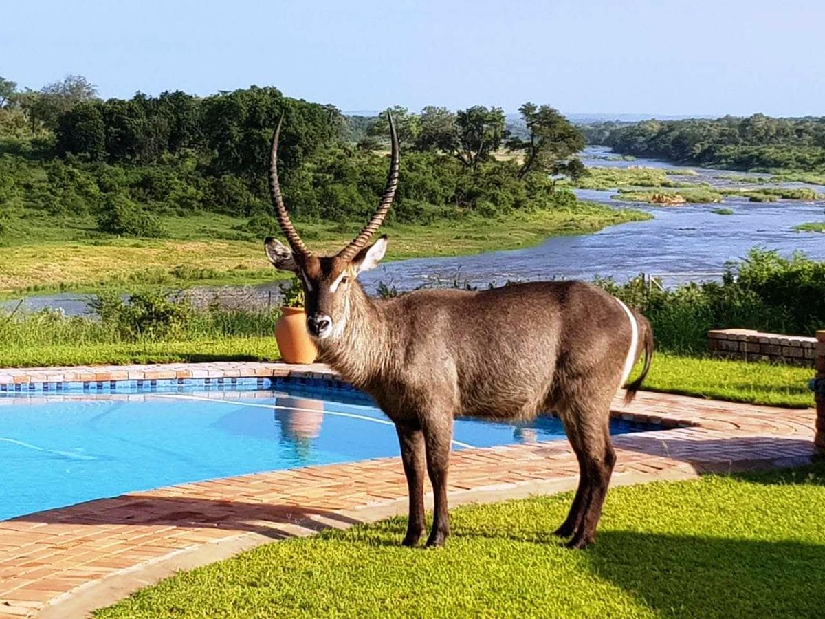 Kruger View Tree House Villa Marloth Park Ngoại thất bức ảnh