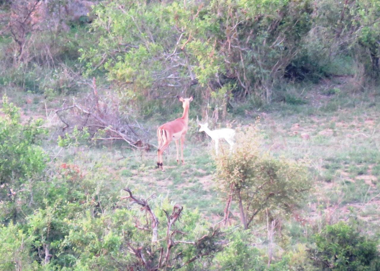 Kruger View Tree House Villa Marloth Park Ngoại thất bức ảnh