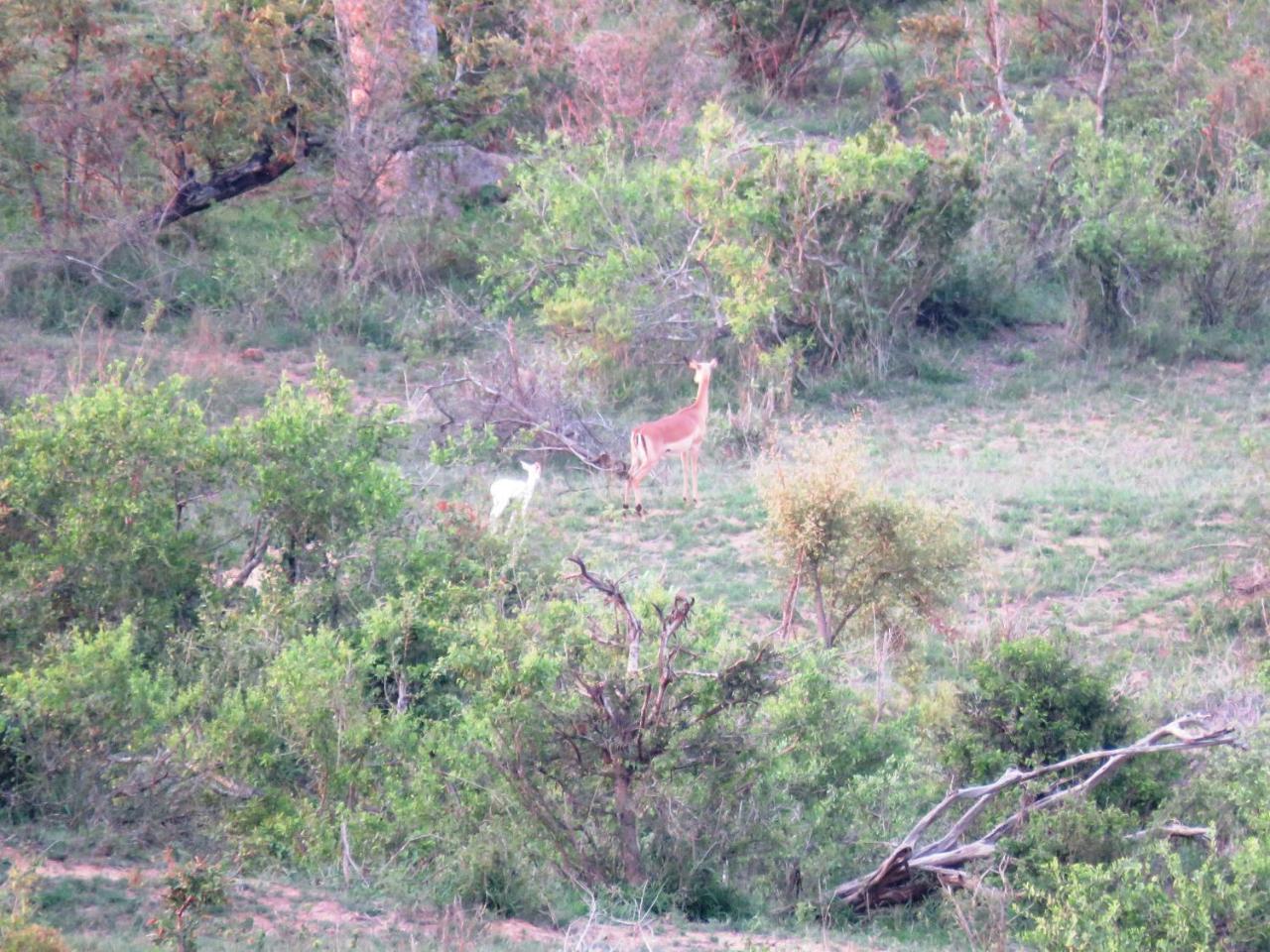 Kruger View Tree House Villa Marloth Park Ngoại thất bức ảnh